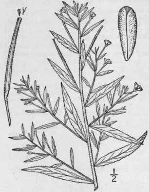 7 Epilobium Panicul Tum Nutt Panicled Willow Herb 1376