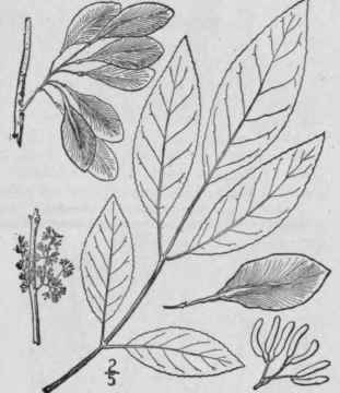 7 Fraxinus Caroliniana Mill Water Or Carolina Ash 1662
