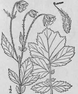 7 Geum Riv Le L Purple Or Water Avens 623