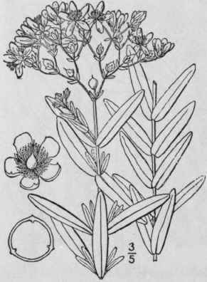 7 Hypericum Adpr Ssum Bart Creeping St John s Wort 1230