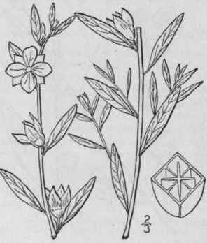 7 Ludwigia Alternif Lia L Seed Box Rattle Box 1364