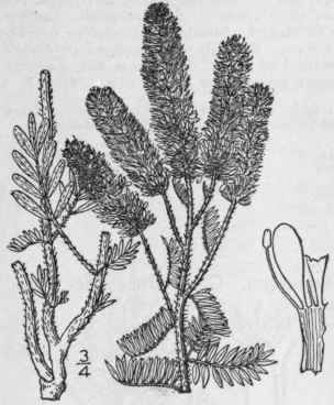 7 Petalostemum Foli Sum A Gray Leafy Prairie Clove 861