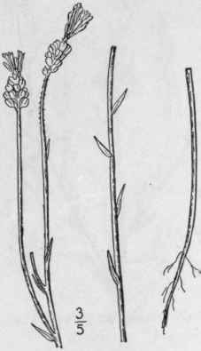 7 Polygala Ambigua Nutt Loose Spiked Milkwort 1044