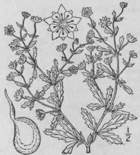 7 Potentilla Millegr Na Engelm Diffuse Cinquefoil 575