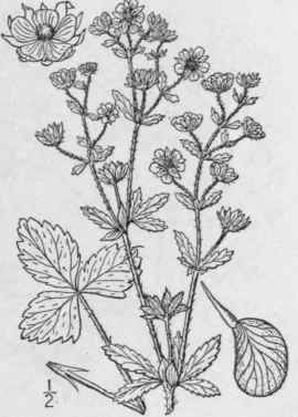 7 Potentilla Millegr Na Engelm Diffuse Cinquefoil 576