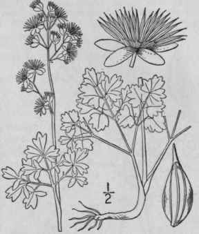 7 Thalictrum Venul Sum Trelease Veiny Meadow Rue 280