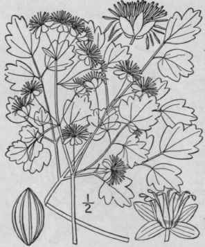 7 Thalictrum Venul Sum Trelease Veiny Meadow Rue 281