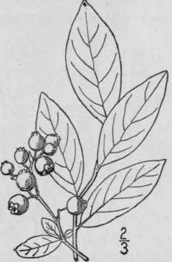 7 Vaccinium Caesari Nse Mackenzie New Jersey Blueb 1607
