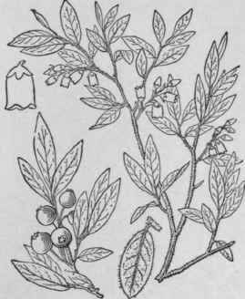 7 Vaccinium Caesari Nse Mackenzie New Jersey Blueb 1608