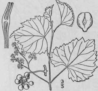 7 Vitis Cordif Lia Michx Frost Grape Chicken Grape 1179