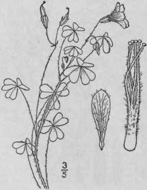 7 Xanthoxalis Interior Small Midland Wood Sorrel 1014