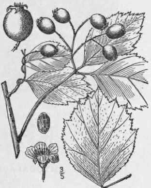 72 Crataegus Dougl Sii Lindl Douglas Thorn 748
