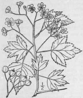 73 Crataegus Phaen Pyrum L F Medic Washington Thor 749