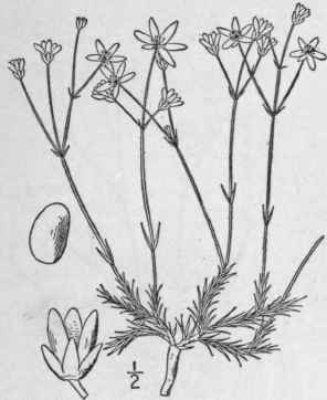 8 Arenaria Sajanensis Willd Siberian Sandwort 127