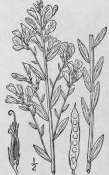 8 Genista Tourn L Sp Pl 709 1753 808