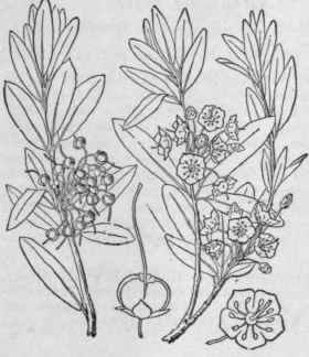 8 Kalmia L Sp Pl 391 1753 1570
