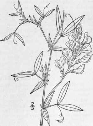 8 Lathyrus Prat Nsis L Meadow Pea Yellow Vetchling 973
