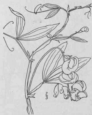 8 Lathyrus Prat Nsis L Meadow Pea Yellow Vetchling 974