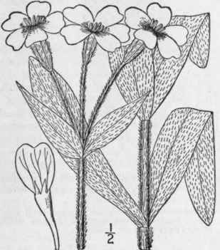8 Lychnis Coron Ria L Desr Mullein Pink 166
