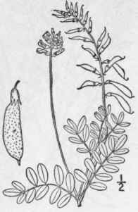 9 Astragalus Robbinsii Oakes A Gray Robbins Milk V 884