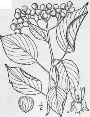 9 Cornus Alternif Lia L F Alternate Leaved Cornel  1530