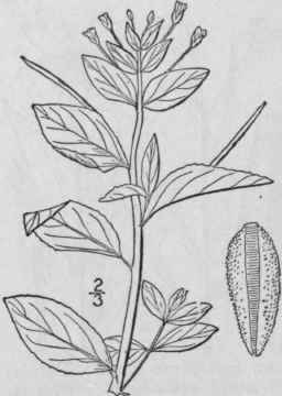 9 Epilobium Adenoc Ulon Haussk Northern Willow Her 1378