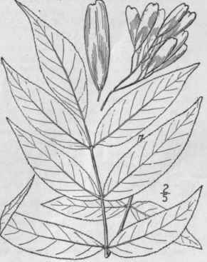 9 Fraxinus Nigra Marsh Black Or Brown Ash Hoop Ash 1664