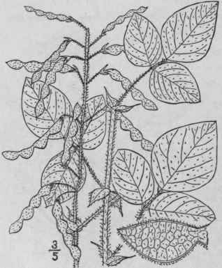 9 Meibomia Stricta Pursh Kuntze Stiff Tick Trefoil 927
