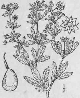 9 Potentilla Pent Ndra Engelm Five Stamened Cinque 577