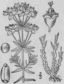 9 Tithymalus Cyparissias L Hill Cypress Spurge 1103