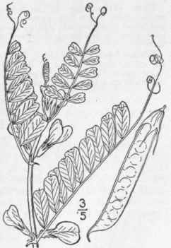 9 Vicia Sativa L Common Vetch Or Tare Pebble Vetch 963
