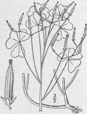 9 Xanthoxalis Cymosa Small Tall Yellow Wood Sorrel 1015