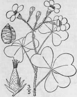 9 Xanthoxalis Cymosa Small Tall Yellow Wood Sorrel 1016