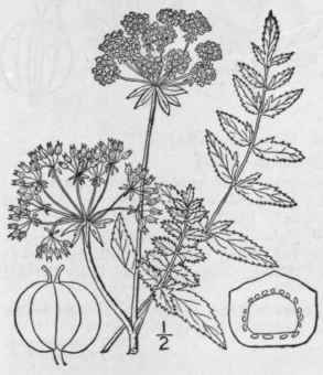 I Berula Er Cta Huds Coville Cut Leaved Water Pars 1512