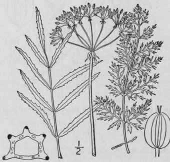 I Berula Er Cta Huds Coville Cut Leaved Water Pars 1513