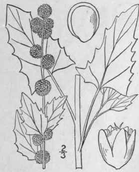 I Blitum Capit Tum L Strawberry Blite Or Spinach 35