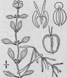 I Callitriche A Stini Engelm Terrestrial Water Sta 1112
