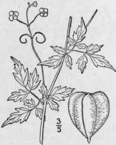 I Cardiospermum Halic Cabum L Balloon Vine Heart S 1163