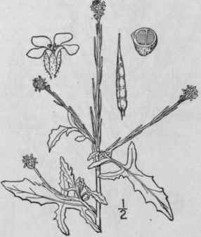 I Erysimum Officinale L Scop Hedge Weed Or Mustard 401