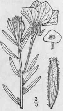 I Galpinsia Lavendulaef Lia T G Small Lavender Lea 1407