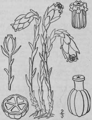 I Monotropa Unifl Ra L Indian Pipe 1552