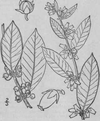 I Neopieris Nitida Bartr Britton Fetter Bush 1585