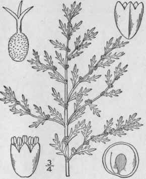 I Roubieva Multifida L Moq Cut Leaved Goosefoot 34