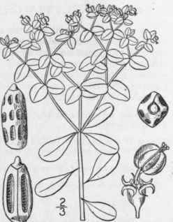 II Tithymalus P Plus L Hill Petty Spurge 1105