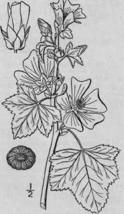 X Malva Sylv Stris L High Mallow 1190