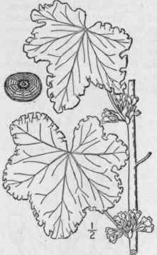 X Malva Sylv Stris L High Mallow 1192