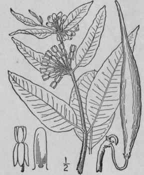 1 Acerates Viridiflora Raf Eaton Green Milkweed 80