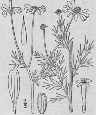 1 Anthemis Cotula L Mayweed Dog s Or Fetid Camomil 1227