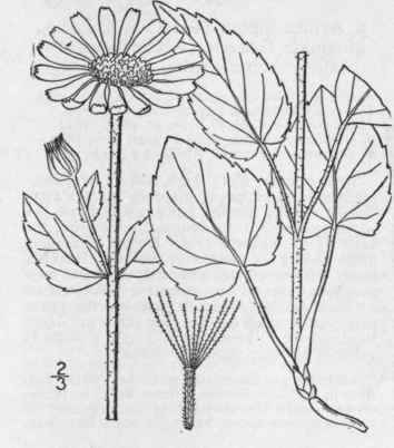 1 Arnica Acaulis Walt B S P Leopard s Bane 1271