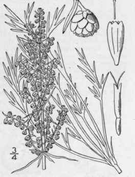 1 Artemisia Caudata Michx Tall Or Wild Wormwood 1242